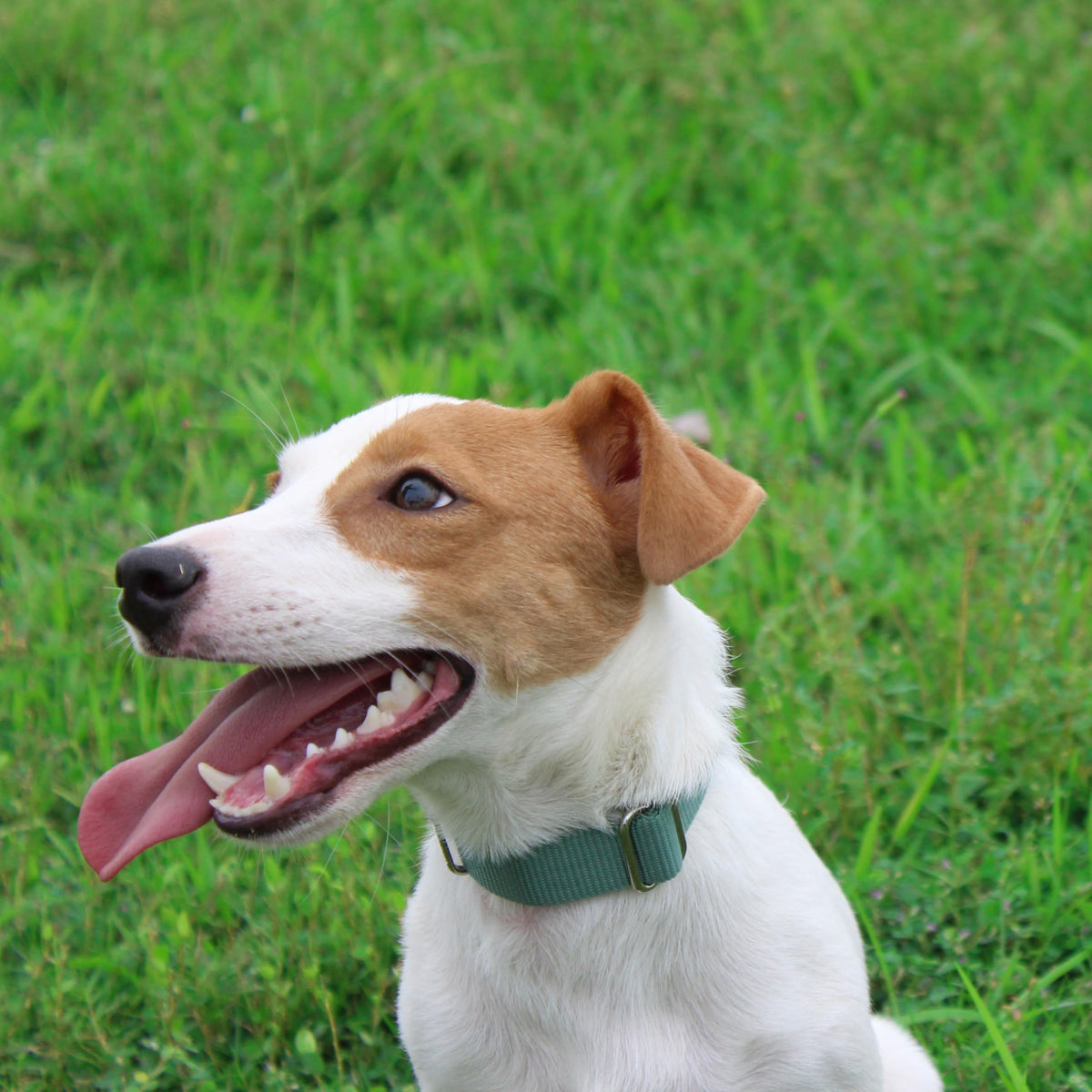 Nylon Dog Collar with Quick Release Buckle Soft Adjustable Sturdy for Small Medium Large Dogs Emerald (Emerald / L：17.5"-25.5")
