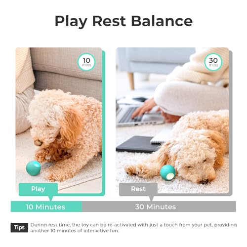 Interactive Dog Toys (Small)