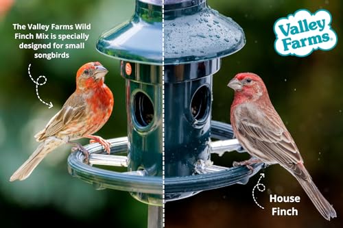 Wild Finch Mix