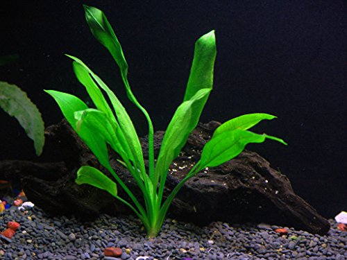 24 Plants Bundle (100+ Gallon Aquariums)