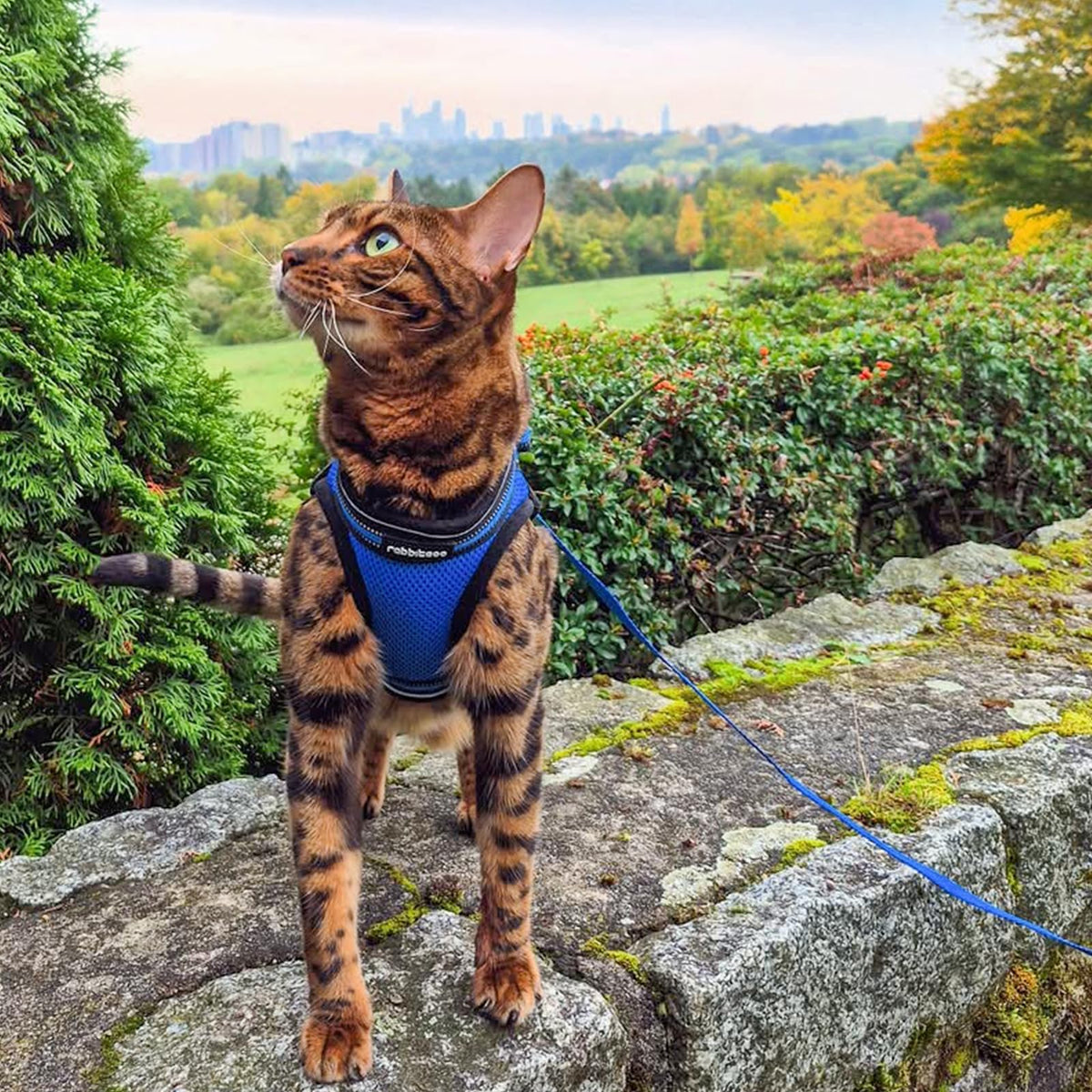 Cat Harness and Leash Set (L / Blue)