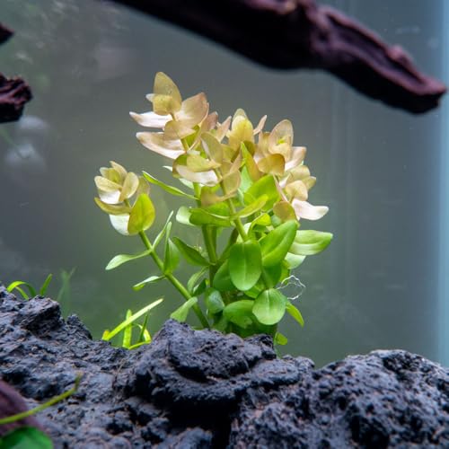 Live Aquarium Red Stem Plants