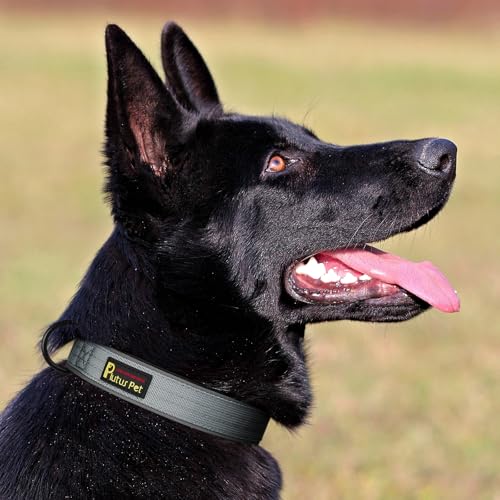 Tactical Dog Collar (S / Grey)