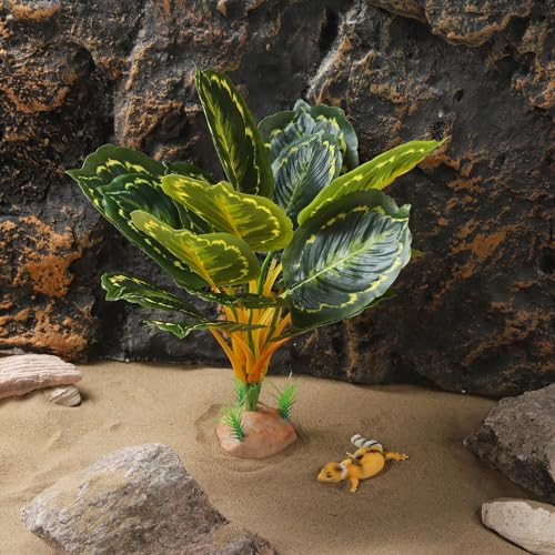 Reptile Plants (Calathea Makoyana B)