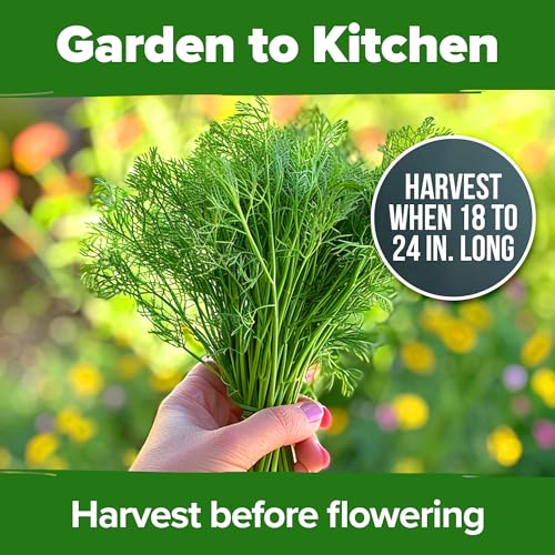 Bouquet Dill Seeds