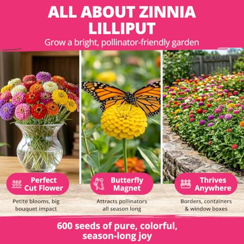 Zinnia Seeds Lilliput Mix