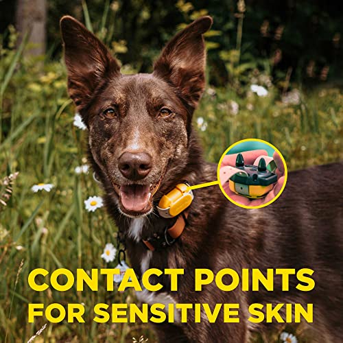 CUE Add On Yellow Ecollar with Safety Level Lock Boost Vibration Waterproof Rechargeable for Small Medium Large Dogs Dog Training Collar by Dogtra (CUE Receiver Only - Yellow)