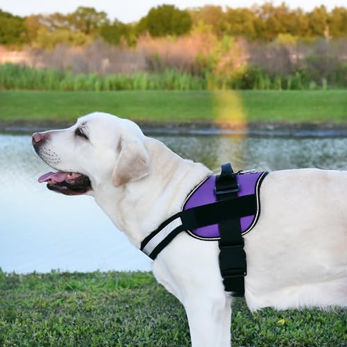 Dog Harness Reflective No (Purple / Girth 22" to 28")