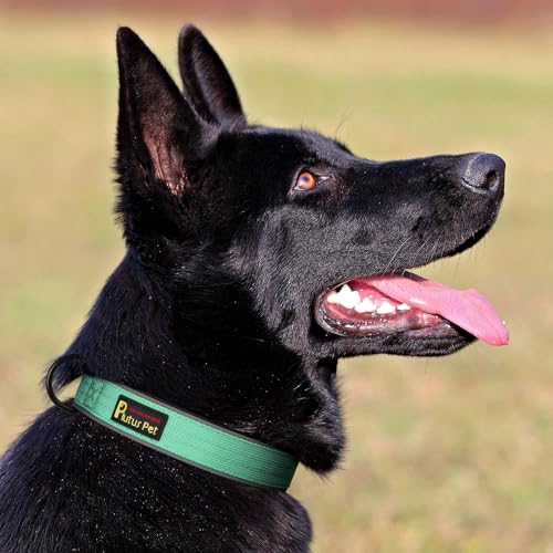 Tactical Dog Collar (M / Teal)