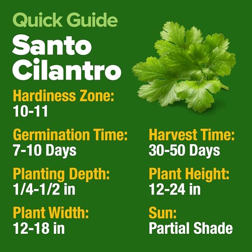 Santo Cilantro Coriander Seeds