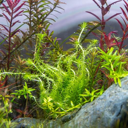 Live Aquarium Stem Plants (Lead Bunch - 4 Pack / Mayaca Fluviatilis)