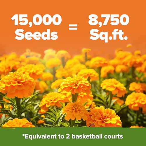 Crackerjack Marigold 15