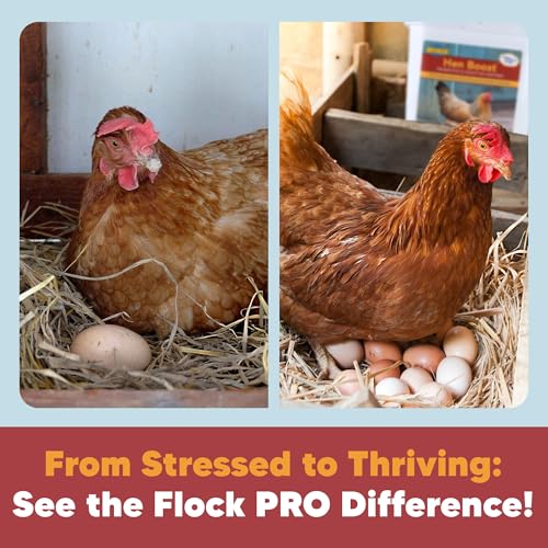 Flock PRO Hen Boost (5lb.)