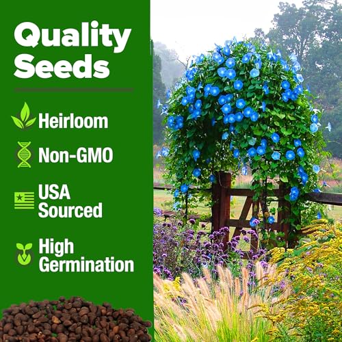 Heavenly Blue Morning Glory Seeds