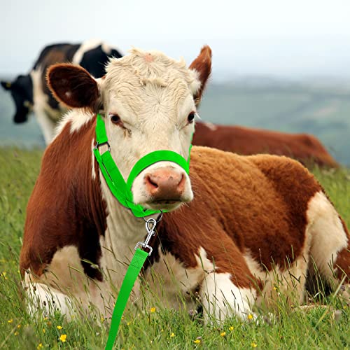 Cow Halter Adjustable with Leading Rope (Medium / Green)