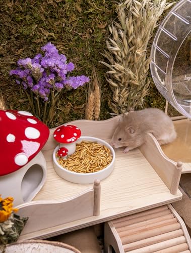 Small Animal Snack & Treats