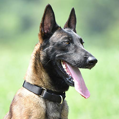 Martingale Dog Collars for Medium Dogs (Medium / Black)