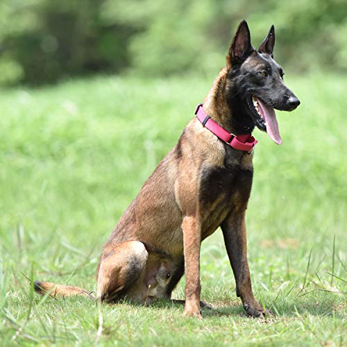 Martingale Dog Collars for Medium Dogs (Medium / Rose Red)