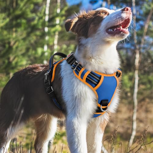 Dog Harness Medium Sized (Royal Blue & Orange / Medium)