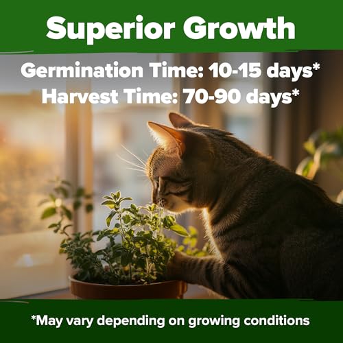 Catnip Seeds 2