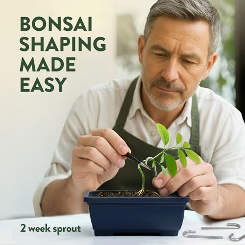 4 Bonsai Tree Starter Kit