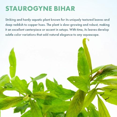 Live Plants Staurogyne Bihar (Pot - 1 Pack / Staurogyne Bihar)