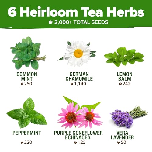 6 Medicinal Herb Variety Vault 2000+ Seeds Garden Kit