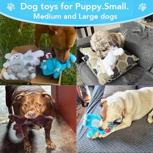 No Stuffing Dog Squeaky Toys (5 Pack)