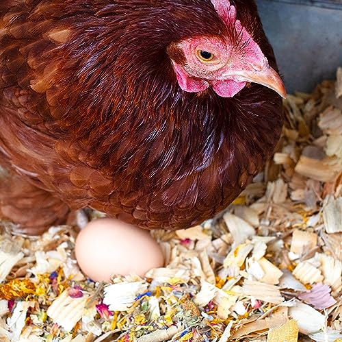 Best Eggs Ever! Nesting Herbs for Chickens (1 Pound (Pack of 8))