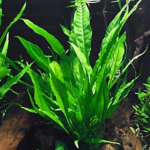 4 Species Aquarium Plants Package (5+ Gallon Aquariums)