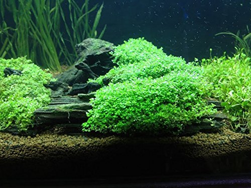 Foreground Potted Live Aquarium Plants (Potted Dwarf Baby Tears)