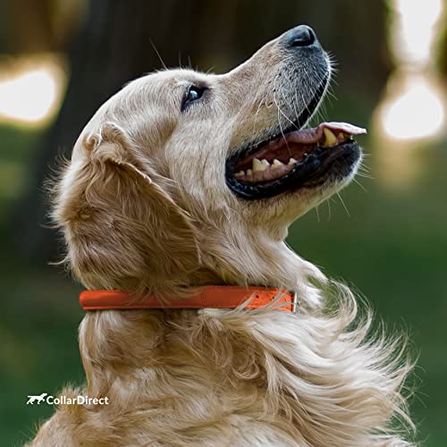Tangle Free Rolled Leather Dog Collar (Orange / XL)