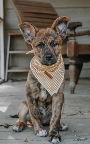 Dog Bandana for Small Medium Large Dogs (Yellow&White Grid / Small (Pack of 1))