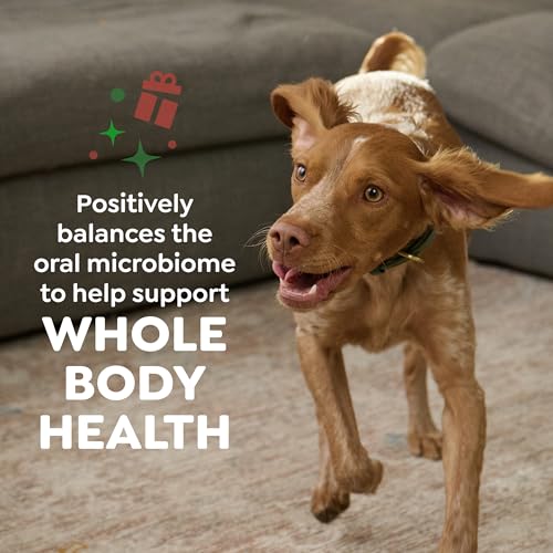 Regular Natural Dental Dog Treats (6 Count (Pack of 1))
