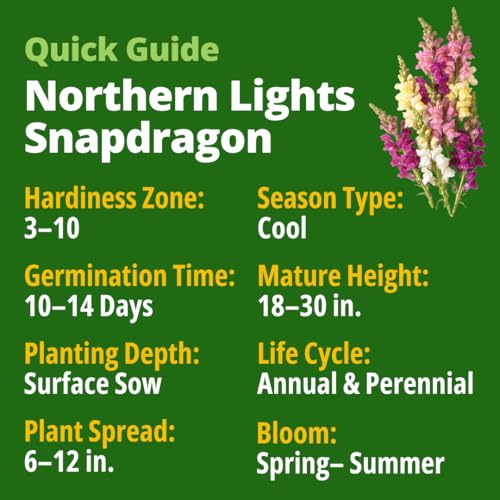 Northern Lights Snapdragon 10