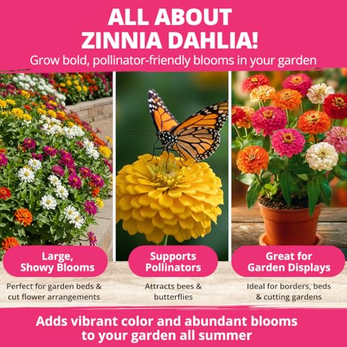 Zinnia Dahlia Seeds