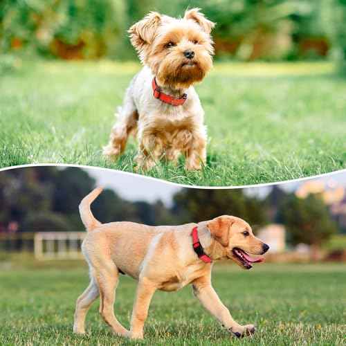 Reflective Dog Collar (Tangerine / S:width 5/8"neck 10.5-16")