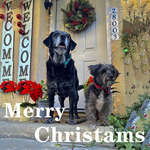 Dog Collar with Bow Tie Christmas Dog Collar for Small Medium Large Dogs with Adjustable Metal Buckle (Small / NewLG)