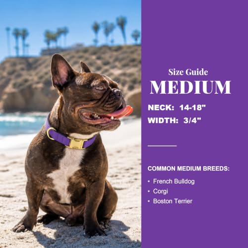 Soft Padded Dog Collar for Medium Dogs (Purple / M：Fit 14-18" Neck, Width ¾")