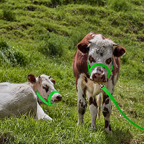 Cow Halter Adjustable with Leading Rope (Medium / Green)