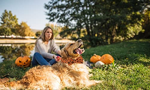 Halloween Dog Collar with Bowtie (A:Halloween / XX-Small (Pack of 1))
