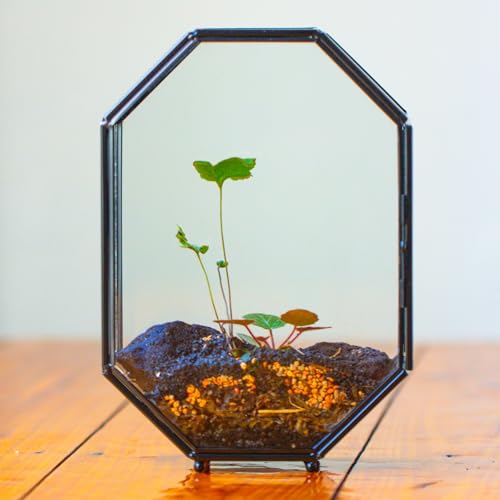 Glass Enclosure Terrarium with Mesh and Door for Spiders (6.2 x 3.1 x 8.7 inches)