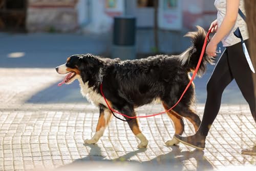 4FT 1IN Heavy Duty Dog Leash for Large Dogs with 2 Padded Handles (Red / 1 in x 4 ft)