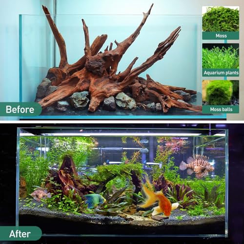 Natural Driftwood for Aquarium Decor (Mopani driftwood （10-14 inch pack of 2）)