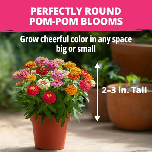 Zinnia Seeds Thumbelina
