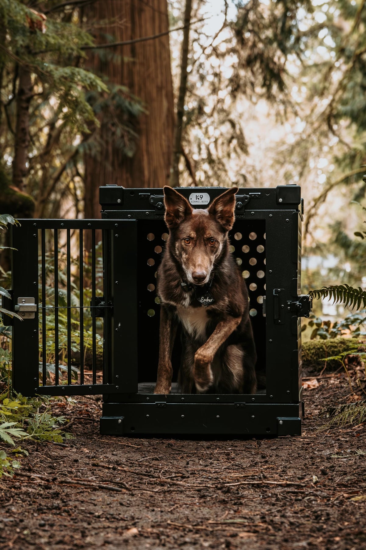 Aluminum Collapsible Dog Crate (Black / 34.6"L x 25.2"W x 28.9"H)