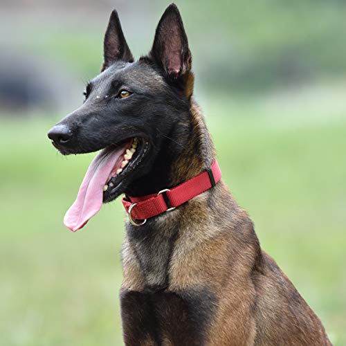 Martingale Dog Collar (Small / Red)