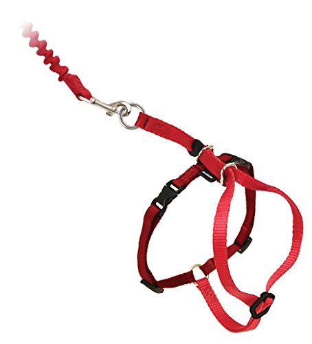 Come With Me Kitty Harness and Bungee Leash (Small (Pack of 1) / Red)