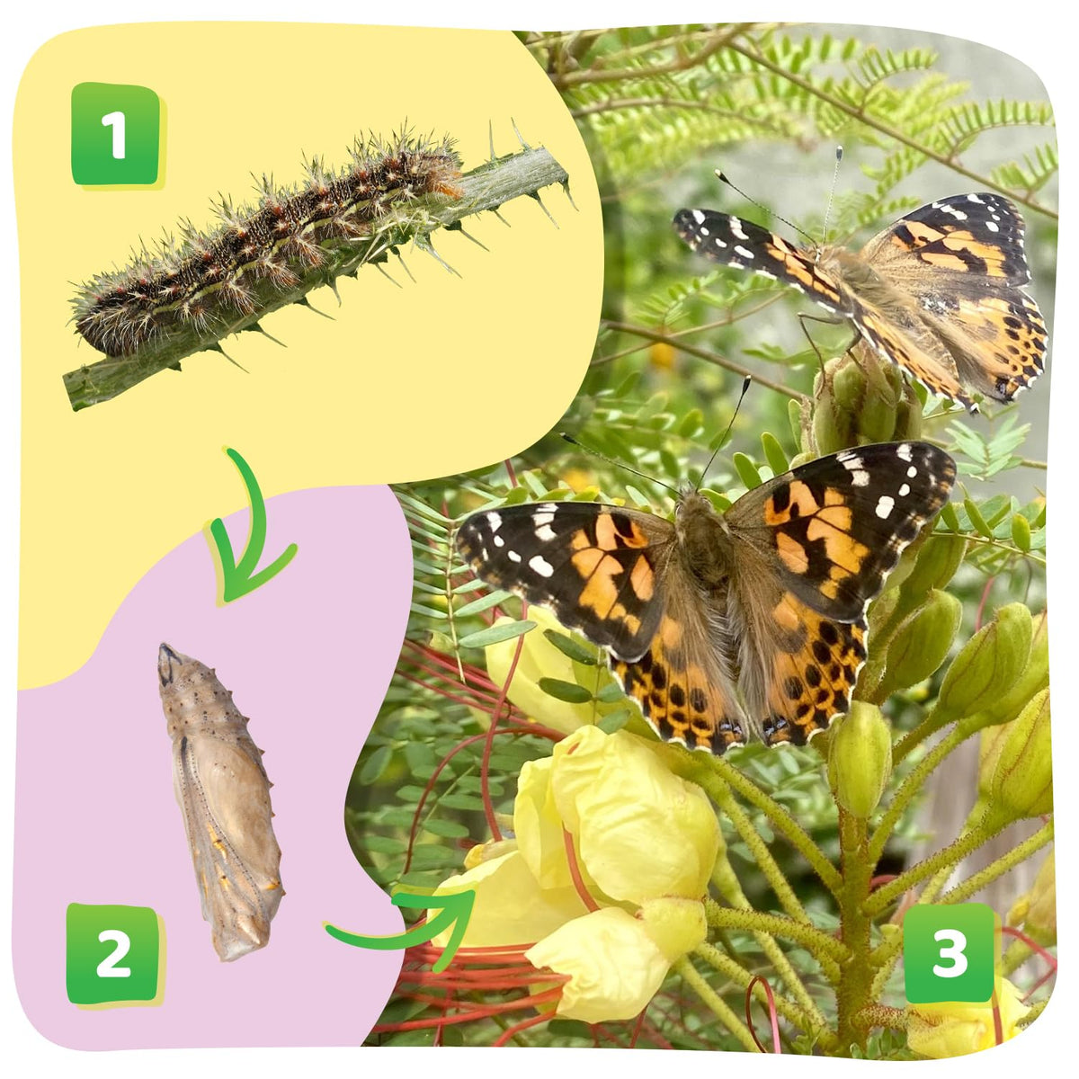Butterfly Garden Kit with Live Caterpillars (As Seen On TV)
