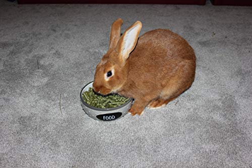 Alfalfa Hay Food